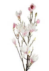 Obraz premium single white flower isolated on white