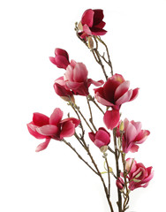 Fototapeta premium single pink flower isolated on white