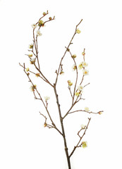 stick with flowers on white background