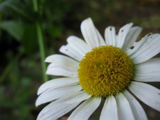 Obraz premium Macro white daisy