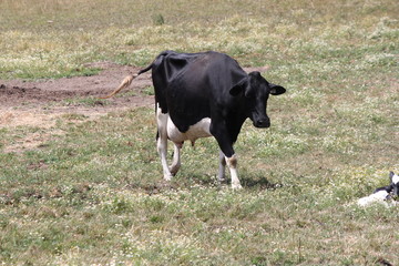 Holstein cow and calf in a small enclosed area in early summer. 



