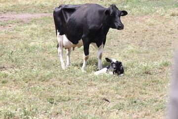 Holstein cow and calf in a small enclosed area in early summer. 



