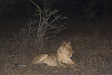 Lioness