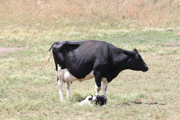 Holstein cow and calf in a small enclosed area in early summer. 



