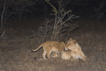 Lioness and Cubs
