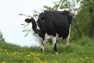 Holstein Cow grazing on long grass in the early spring season.  