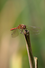 Dragonfly.