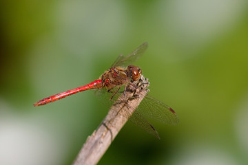 Dragonfly.
