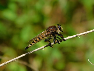 Dragonfly on a Twig (Macro)