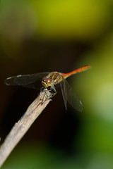 Dragonfly.