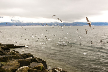 Swans, ducks and guls flying over rocky shore of Geneva lake