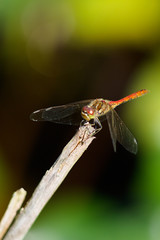 Dragonfly.