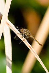 Dragonfly.