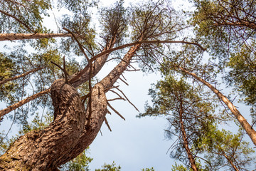 Old crooked pine tree