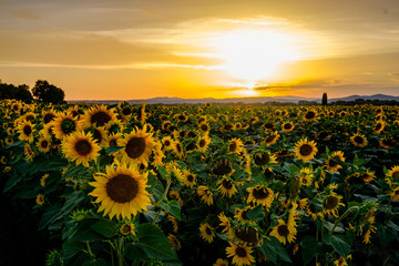 Obraz premium Coucher de soleis sur le champ de tournesols. France, Provence.