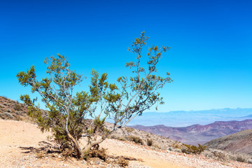Fototapeta na wymiar Rugged Tree in Death Valley