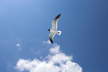 One seagull on the blue sky background