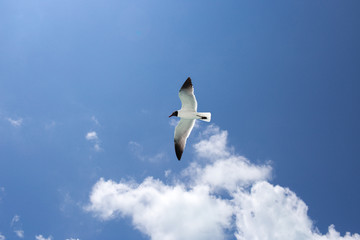 Fototapeta na wymiar One seagull on the blue sky background
