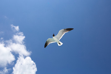 One seagull on the blue sky background