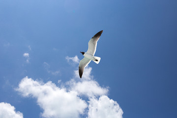 One seagull on the blue sky background