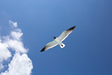 One seagull on the blue sky background