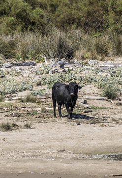 wild bulls praze and rest at a beach in the Rhone delta in the Camargue