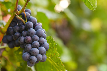 Close up of a blue grape in the vineyard