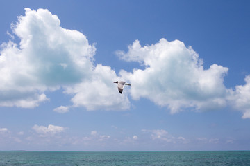 Single seagull is flying over the sea