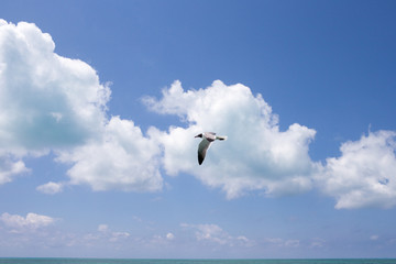 Single seagull is flying over the sea