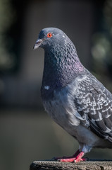 pigeon