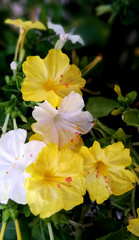 Marvel of Peru, mirabilis, yellow and white