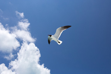 One seagull on blue the sky background