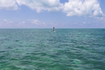 Naklejka premium Single seagull is flying over the sea
