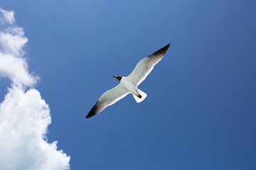 Fototapeta premium One seagull on blue the sky background