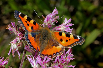vanessa dell'ortica (Aglais urticae)