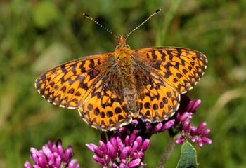 farfalla arancione e nera (Boloria titania)