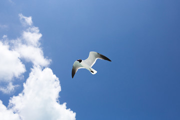 One seagull on blue the sky background