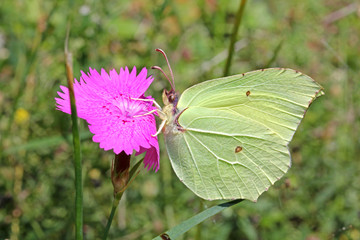 cedroncella (Gonepteryx rhamni)