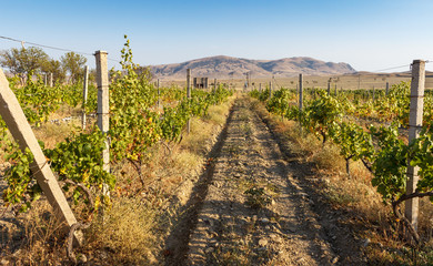 Fototapeta premium Dirt road through the vineyard in the Crimea
