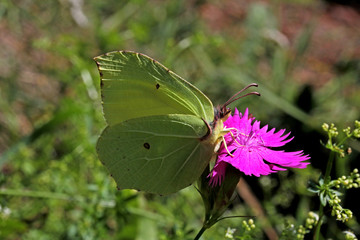 cedroncella (Gonepteryx rhamni)