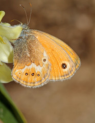 Obraz premium piccola farfalla del genere Coenonympha