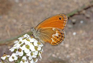 piccola farfalla del genere Coenonympha