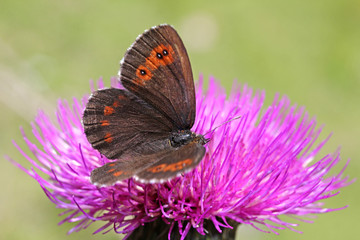 farfalla bruna tipica della montagna (Erebia euryale)