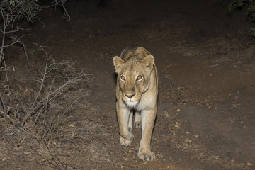Lioness