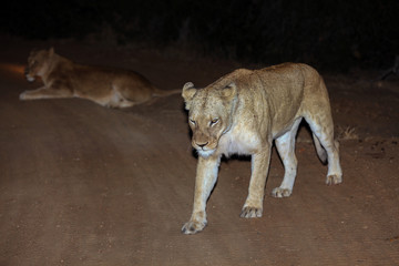 Fototapeta premium Lioness