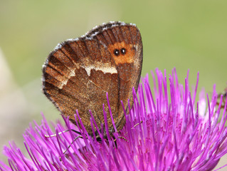farfalla bruna tipica della montagna (Erebia euryale)