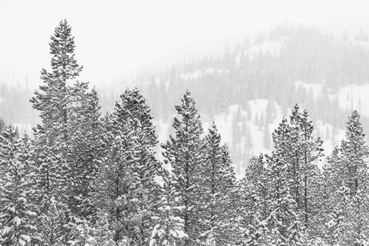 Snow Covered Pine Trees in Mountain Forest