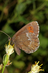 Fototapeta na wymiar farfalla bruna tipica della montagna (Erebia euryale)