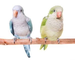 Fototapeta premium Monk parakeet in studio