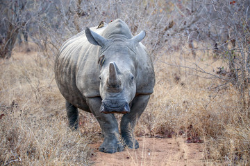 Obraz premium Rhino